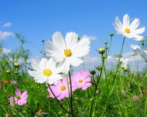 Preview wallpaper kosmeya, flowers, fields, green, sunny