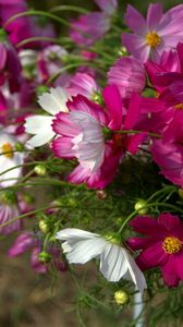 Preview wallpaper kosmeya, flowers, flowerbed, sharp, close-up