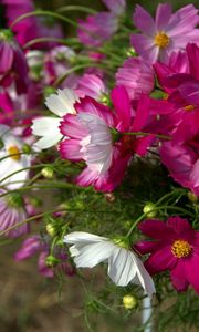 Preview wallpaper kosmeya, flowers, flowerbed, sharp, close-up