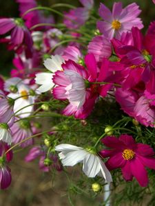 Preview wallpaper kosmeya, flowers, flowerbed, sharp, close-up