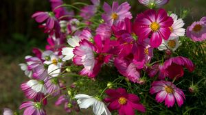 Preview wallpaper kosmeya, flowers, flowerbed, sharp, close-up