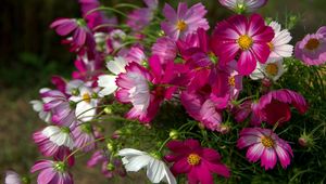 Preview wallpaper kosmeya, flowers, flowerbed, sharp, close-up