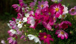 Preview wallpaper kosmeya, flowers, flowerbed, sharp, close-up