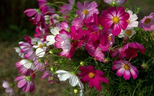 Preview wallpaper kosmeya, flowers, flowerbed, sharp, close-up