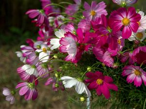 Preview wallpaper kosmeya, flowers, flowerbed, sharp, close-up