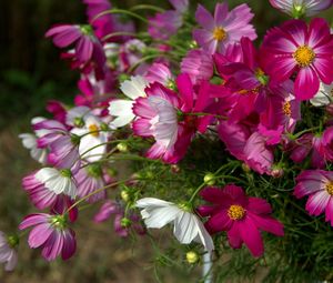 Preview wallpaper kosmeya, flowers, flowerbed, sharp, close-up