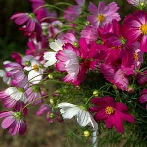 Preview wallpaper kosmeya, flowers, flowerbed, sharp, close-up