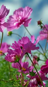 Preview wallpaper kosmeya, flowers, herbs, sharp, close-up