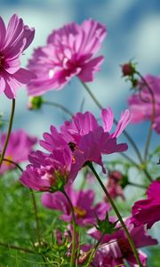 Preview wallpaper kosmeya, flowers, herbs, sharp, close-up