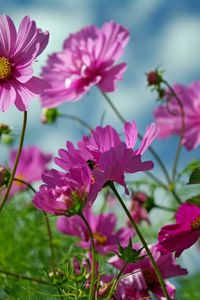 Preview wallpaper kosmeya, flowers, herbs, sharp, close-up