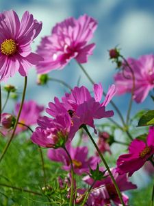 Preview wallpaper kosmeya, flowers, herbs, sharp, close-up