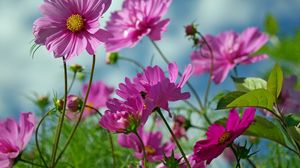 Preview wallpaper kosmeya, flowers, herbs, sharp, close-up