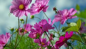 Preview wallpaper kosmeya, flowers, herbs, sharp, close-up