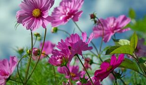 Preview wallpaper kosmeya, flowers, herbs, sharp, close-up