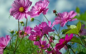 Preview wallpaper kosmeya, flowers, herbs, sharp, close-up