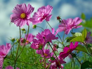 Preview wallpaper kosmeya, flowers, herbs, sharp, close-up