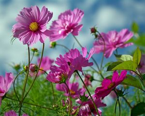 Preview wallpaper kosmeya, flowers, herbs, sharp, close-up