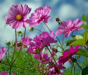 Preview wallpaper kosmeya, flowers, herbs, sharp, close-up