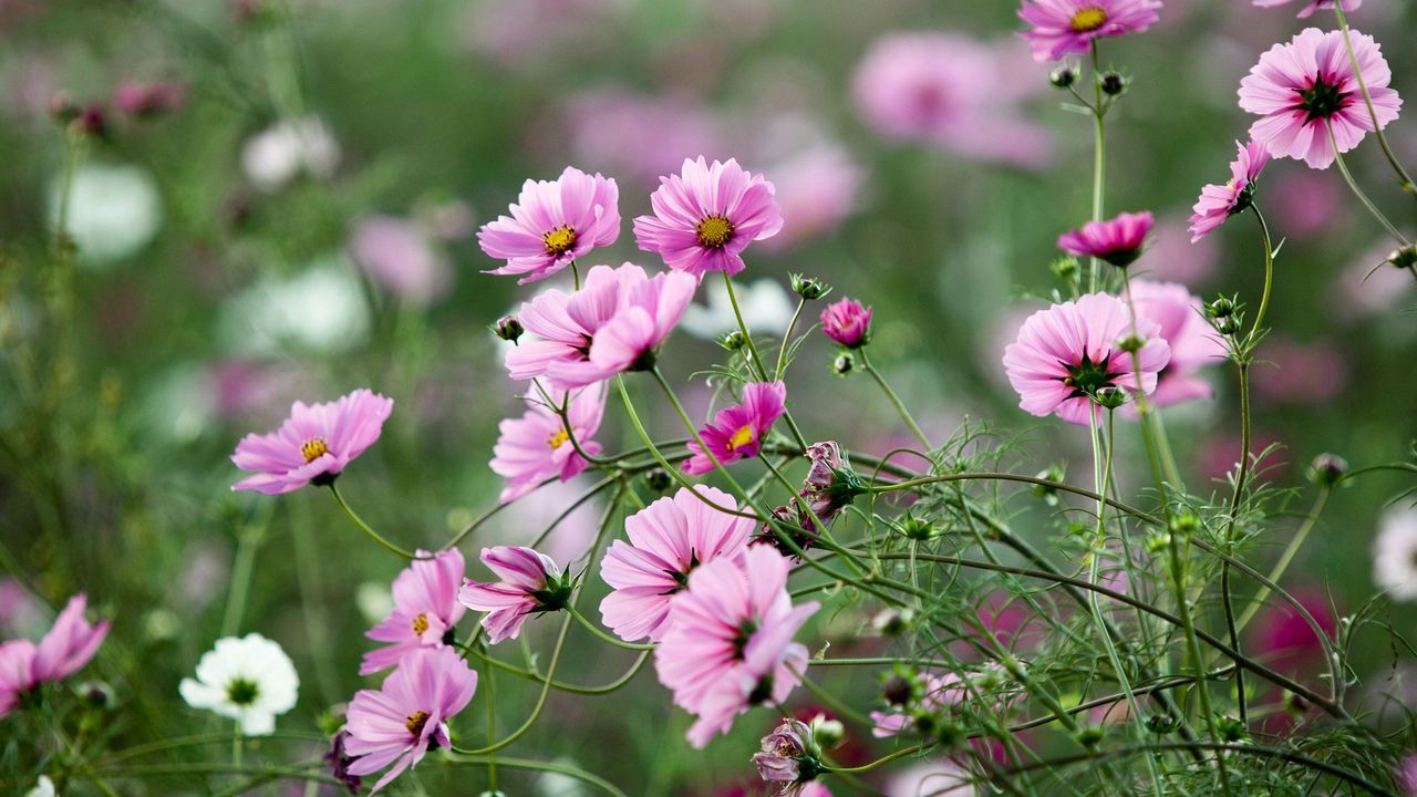 Wallpaper kosmeya, flowers, herbs, flowerbed, sharpness