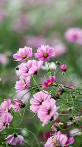 Preview wallpaper kosmeya, flowers, herbs, flowerbed, sharpness