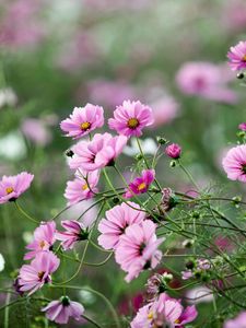 Preview wallpaper kosmeya, flowers, herbs, flowerbed, sharpness