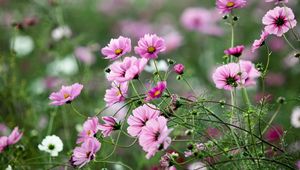 Preview wallpaper kosmeya, flowers, herbs, flowerbed, sharpness