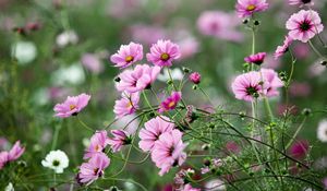 Preview wallpaper kosmeya, flowers, herbs, flowerbed, sharpness