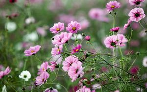 Preview wallpaper kosmeya, flowers, herbs, flowerbed, sharpness