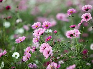 Preview wallpaper kosmeya, flowers, herbs, flowerbed, sharpness