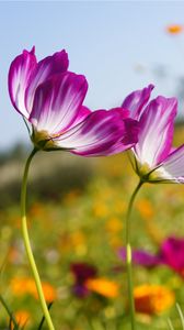 Preview wallpaper kosmeya, flowers, meadow