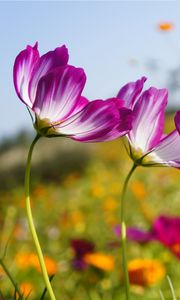 Preview wallpaper kosmeya, flowers, meadow