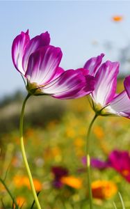 Preview wallpaper kosmeya, flowers, meadow