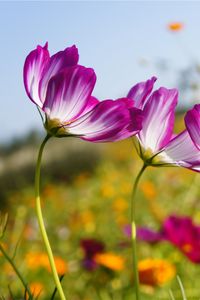 Preview wallpaper kosmeya, flowers, meadow