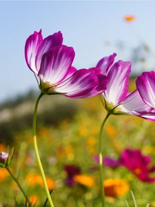 Preview wallpaper kosmeya, flowers, meadow