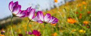 Preview wallpaper kosmeya, flowers, meadow