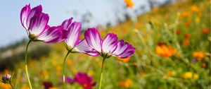 Preview wallpaper kosmeya, flowers, meadow