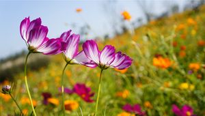 Preview wallpaper kosmeya, flowers, meadow