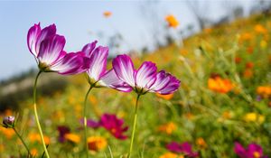 Preview wallpaper kosmeya, flowers, meadow