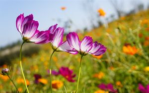 Preview wallpaper kosmeya, flowers, meadow