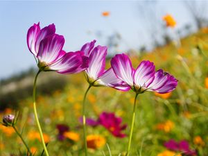 Preview wallpaper kosmeya, flowers, meadow