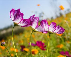 Preview wallpaper kosmeya, flowers, meadow