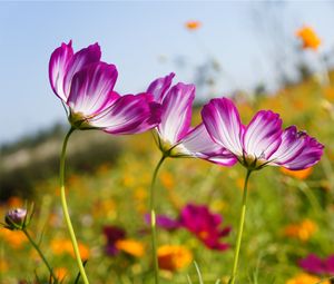 Preview wallpaper kosmeya, flowers, meadow