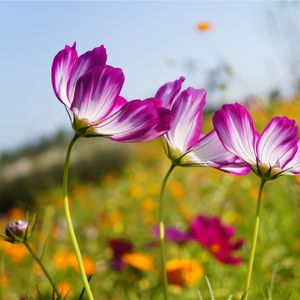 Preview wallpaper kosmeya, flowers, meadow