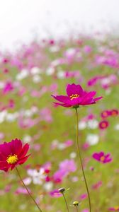 Preview wallpaper kosmeya, flowers, meadow, blur, summer