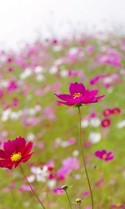 Preview wallpaper kosmeya, flowers, meadow, blur, summer