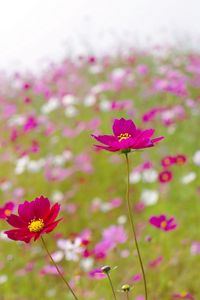 Preview wallpaper kosmeya, flowers, meadow, blur, summer