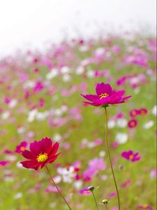 Preview wallpaper kosmeya, flowers, meadow, blur, summer