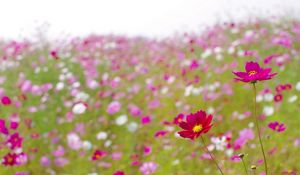 Preview wallpaper kosmeya, flowers, meadow, blur, summer