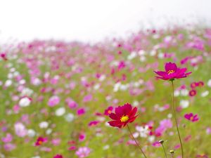 Preview wallpaper kosmeya, flowers, meadow, blur, summer