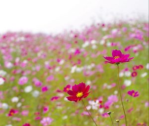 Preview wallpaper kosmeya, flowers, meadow, blur, summer